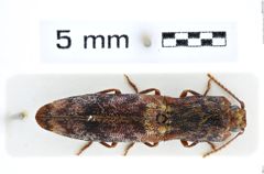 Foto (Dorsalansicht) von Dilobitarsus inopinus (Candèze, 1874) (NHMW-ZOO-COL-0008140)